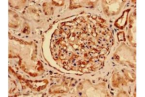 Immunocytochemistry analysis of human kidney tissue using ABIN7161179 at dilution of 1:100