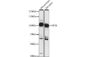 Western blot analysis of extracts of various cell lines, using KIF3B antibody (ABIN7268133) at 1:1000 dilution. (KIF3B anticorps  (AA 663-747))