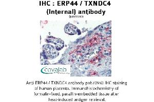 Image no. 1 for anti-Endoplasmic Reticulum Protein 44 (ERP44) (Internal Region) antibody (ABIN1734141) (ERP44 anticorps  (Internal Region))