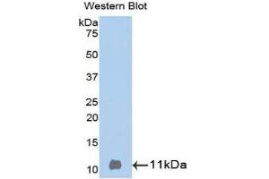Western Blotting (WB) image for anti-Betacellulin (BTC) (AA 32-111) antibody (ABIN3209302) (Betacellulin anticorps  (AA 32-111))