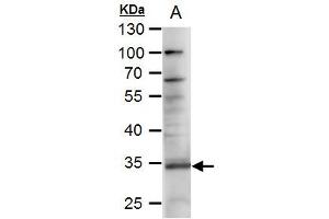WB Image RANKL antibody [C2C3], C-term detects RANKL protein by western blot analysis. (RANKL anticorps  (C-Term))