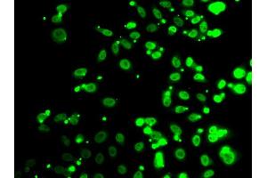 Immunofluorescence analysis of A549 cell using FIP1L1 antibody. (FIP1L1 anticorps)