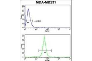 TGOLN2 Antibody (C-term) (ABIN652902 and ABIN2842582) flow cytometry analysis of MDA-M cells (bottom histogram) compared to a negative control cell (top histogram). (TGOLN2 anticorps  (C-Term))