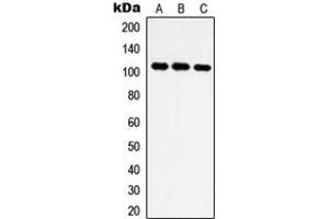 Western blot analysis of IARS2 expression in Jurkat (A), HT1080 (B), NIH3T3 (C) whole cell lysates.