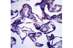 LEP antibody immunohistochemistry analysis in formalin fixed and paraffin embedded human placenta tissue.