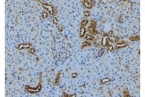 ABIN6272889 at 1/100 staining Mouse kidney tissue by IHC-P. (TOM70 anticorps  (C-Term))