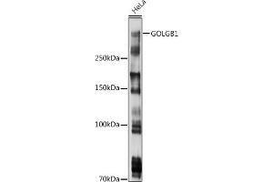 Western blot analysis of extracts of HeLa cells, using GOLGB1 antibody (ABIN7267498) at 1:1000 dilution. (Golgin B1 (GOLGB1) anticorps)