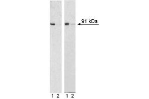 Western Blotting (WB) image for anti-Signal Transducer and Activator of Transcription 1, 91kDa (STAT1) (pSer727) antibody (Alexa Fluor 647) (ABIN1177187) (STAT1 anticorps  (pSer727) (Alexa Fluor 647))