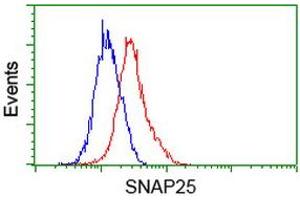 Image no. 4 for anti-Synaptosomal-Associated Protein, 25kDa (SNAP25) antibody (ABIN1501017) (SNAP25 anticorps)