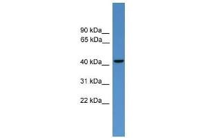 GLUL antibody used at 0. (GLUL anticorps  (C-Term))