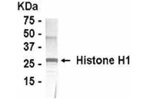 Western Blotting (WB) image for anti-Histone H1 (full length) antibody (ABIN2467832) (Histone H1 anticorps  (full length))