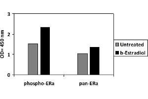 ZR751 cells were untreated or treated with b-estradiol for 1 hour. (Estrogen Receptor alpha Kit ELISA)