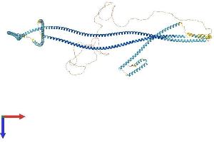 AlphaFold protein structure predicition of Human Recombinant CCDC40 Protein, UniprotID Q4G0X9