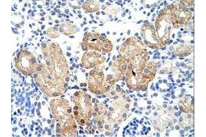 anti-SRY (Sex Determining Region Y)-Box 15 (SOX15) (AA 142-191) antibody