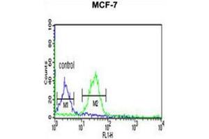 TAF2 Antibody (C-Term) flow cytometric analysis of MCF-7 cells (right histogram) compared to a negative control cell (left histogram). (TAF2 anticorps  (C-Term))