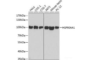 Western blot analysis of extracts of various cell lines using HSP90AA1 Polyclonal Antibody at dilution of 1:500. (HSP90AA1 anticorps)
