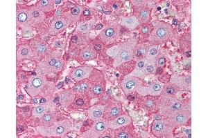 Anti-Serum Albumin antibody IHC of human liver. (Albumin anticorps)