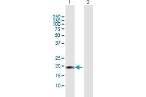 Western Blot analysis of CENPM expression in transfected 293T cell line by CENPM MaxPab polyclonal antibody. (CENPM anticorps  (AA 1-180))