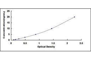 ELISA image for Protein Phosphatase, Mg2+/Mn2+ Dependent, 1A (PPM1A) ELISA Kit (ABIN436940)