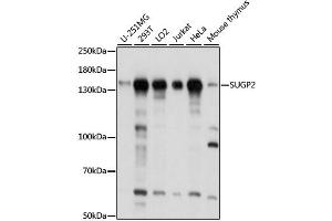 Western blot analysis of extracts of various cell lines, using SUGP2 antibody. (SFRS14 anticorps)