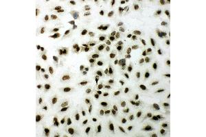 Anti-XRCC1 antibody, ICC ICC: A549 Cell