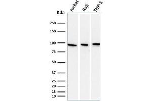 Western Blot Analysis of Jurkat, Raji, and THP-1 cell lysate using CD71 Mouse Monoclonal antibody (DF1513).