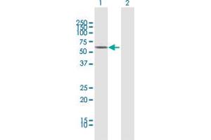 Western Blot analysis of MAOB expression in transfected 293T cell line by MAOB MaxPab polyclonal antibody.