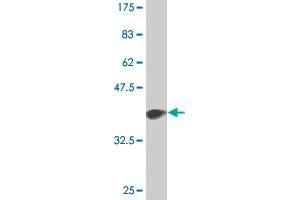 Western Blot detection against Immunogen (36. (p300 anticorps  (AA 731-830))