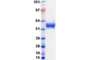 Validation with Western Blot