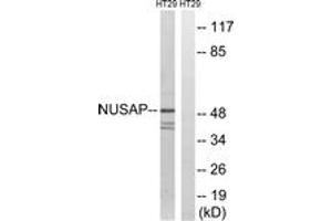 Western blot analysis of extracts from HT-29 cells, using NUSAP1 Antibody. (NUSAP1 anticorps  (AA 392-441))