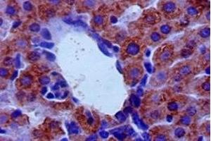 Immunohistochemistry of paraffin-embedded mouse liver tissue using ABIN7143989 at dilution of 1:50