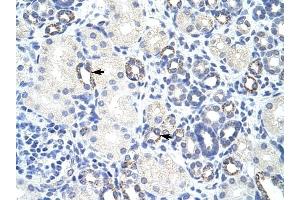 ZBTB9 antibody was used for immunohistochemistry at a concentration of 4-8 ug/ml to stain Epithelial cells of renal tubule (arrows) in Human Kidney. (ZBTB9 anticorps  (N-Term))