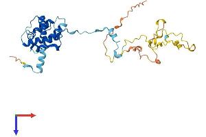 AlphaFold protein structure predicition of Mouse Recombinant Cnn1 Protein, UniprotID Q08091