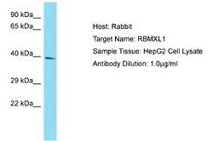 Image no. 1 for anti-RNA Binding Motif Protein, X-Linked-Like 1 (RBMXL1) (AA 183-232) antibody (ABIN6750820) (RBMXL1 anticorps  (AA 183-232))