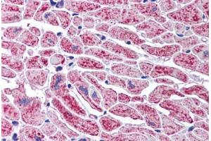 Human Heart (formalin-fixed, paraffin-embedded) stained with DCLRE1A antibody ABIN291867 at 2. (SNM1 anticorps  (AA 1032-1044))