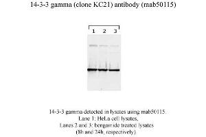 Image no. 2 for anti-14-3-3 gamma (YWHAG1) (N-Term) antibody (ABIN1721844) (14-3-3 gamma anticorps  (N-Term))