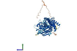 AlphaFold protein structure predicition of Human Recombinant ABCG4 Protein, UniprotID Q9H172