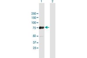 Western Blot analysis of ZSCAN18 expression in transfected 293T cell line by ZSCAN18 MaxPab polyclonal antibody. (ZSCAN18 anticorps  (AA 1-510))
