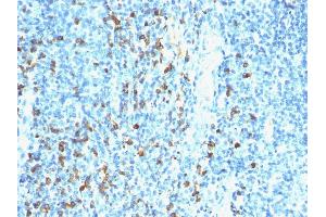 Formalin-fixed, paraffin-embedded human Tonsil stained with Biotinylated Lambda Light Chain probe followed by Anti-Biotin Mouse Monoclonal Antibody (Hyb-8). (Biotin anticorps)