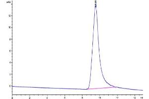 The purity of Human Noggin is greater than 95 % as determined by SEC-HPLC. (NOG Protein (AA 28-232))
