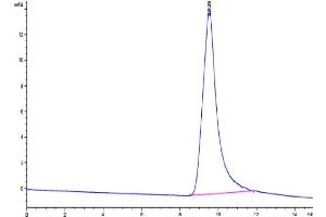 The purity of Human Noggin is greater than 95 % as determined by SEC-HPLC. (NOG Protéine)