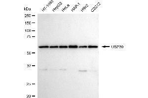 Western blotting analysis using USP39 antibody (ABIN7800734).