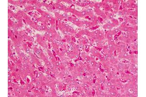 Human Liver: Formalin-Fixed, Paraffin-Embedded (FFPE) (GARS anticorps  (C-Term))