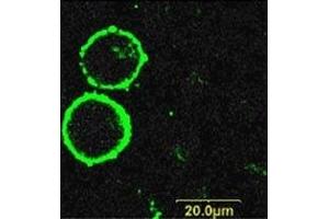 Expression of P2RX7 in human K562 cells - Cell surface detection of P2RX7 in living K562 cells stained with Anti-P2X7 Receptor (extracellular)-FITC Antibody (ABIN7043580, ABIN7045658, ABIN7045659, ABIN7045660 and ABIN7045661).