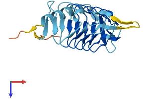 AlphaFold protein structure predicition of Human Recombinant DCTN5 Protein, UniprotID Q9BTE1