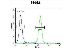 TFIIIC90 Antibody (N-term) flow cytometric analysis of Hela cells (right histogram) compared to a negative control cell (left histogram).