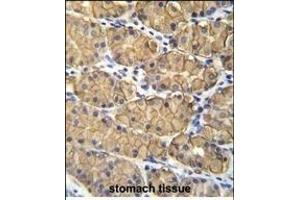 VSIG1 Antibody (C-term) (ABIN655866 and ABIN2845272) immunohistochemistry analysis in formalin fixed and paraffin embedded human stomach tissue followed by peroxidase conjugation of the secondary antibody and DAB staining.