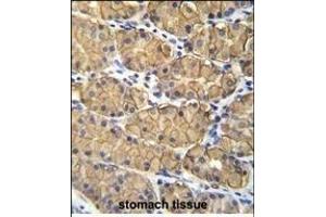 VSIG1 Antibody (C-term) (ABIN655866 and ABIN2845272) immunohistochemistry analysis in formalin fixed and paraffin embedded human stomach tissue followed by peroxidase conjugation of the secondary antibody and DAB staining.