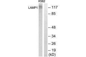 Western blot analysis of extracts from K562 cells, using LAMP1 antibody. (LAMP1 anticorps  (Internal Region))