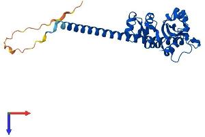 AlphaFold protein structure predicition of Mouse Recombinant Rpl7 Protein, UniprotID P14148